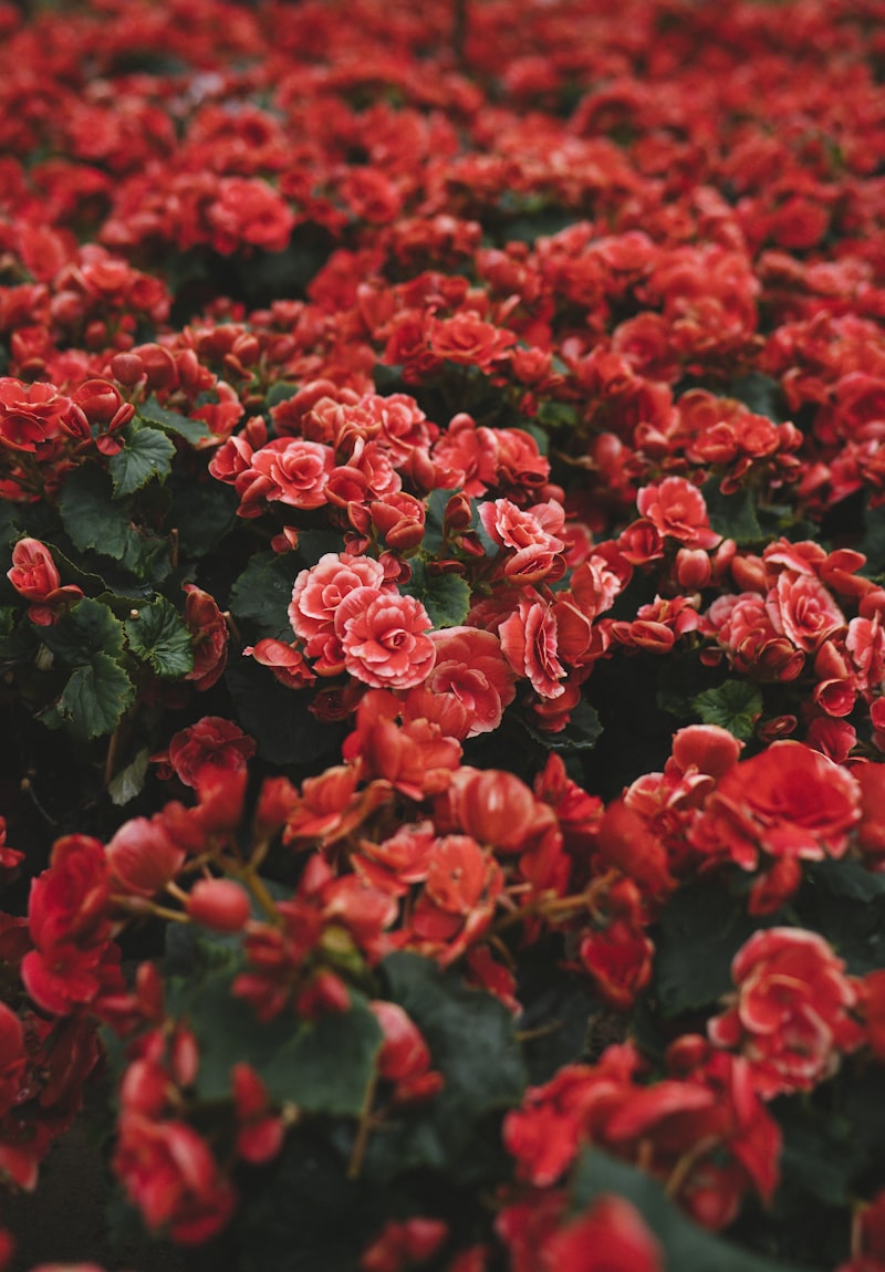 Bouquet 10