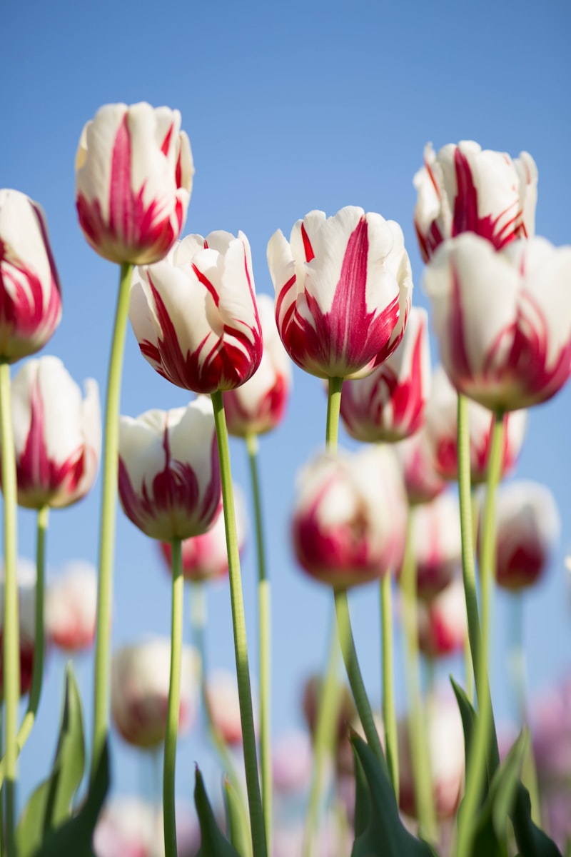 Bouquet 9